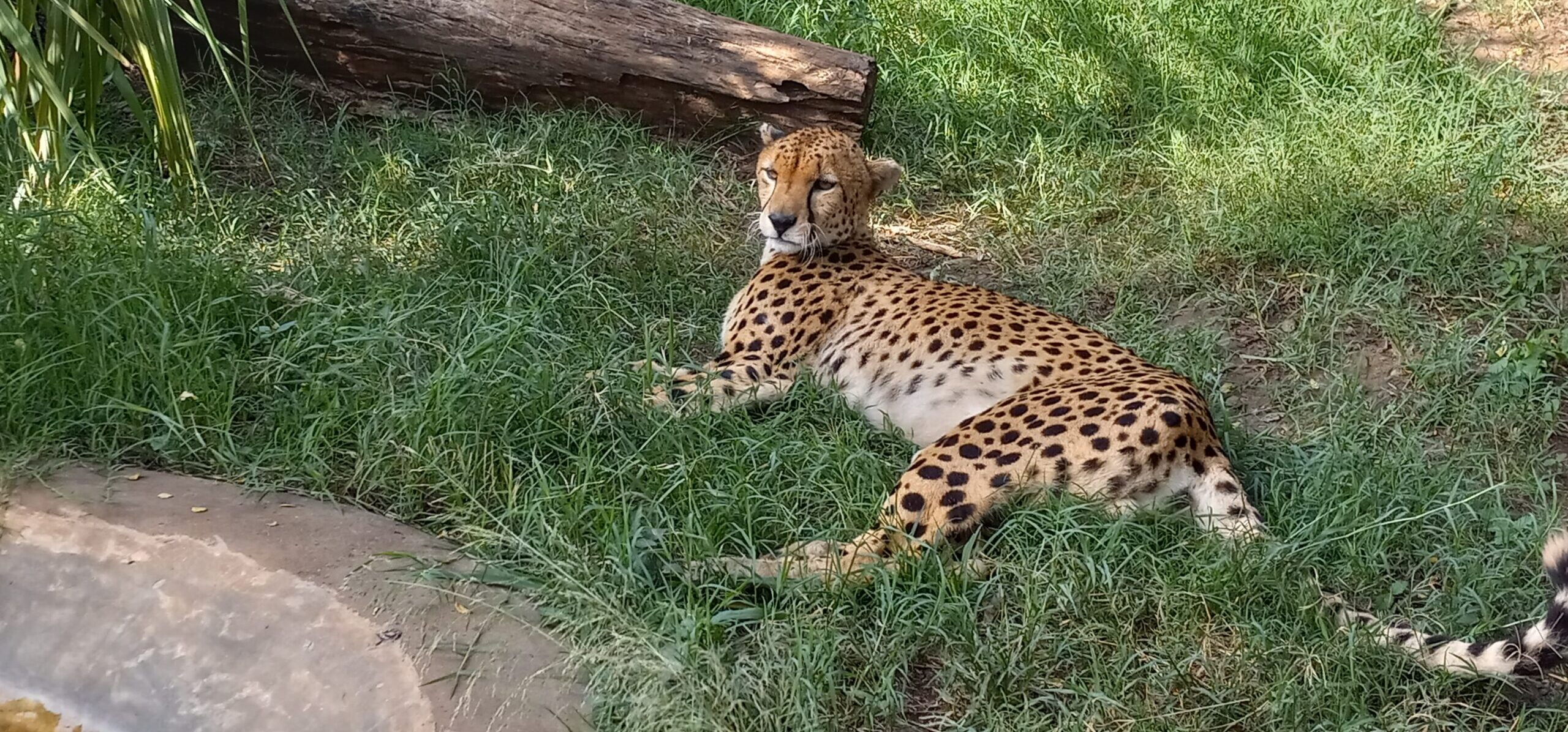 Leopard resting